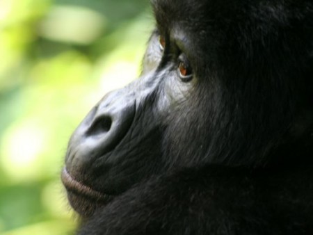 Uganda, Bwindi (2007)